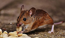 24 Hour & Emergency Exterminators in Linglestown, PA